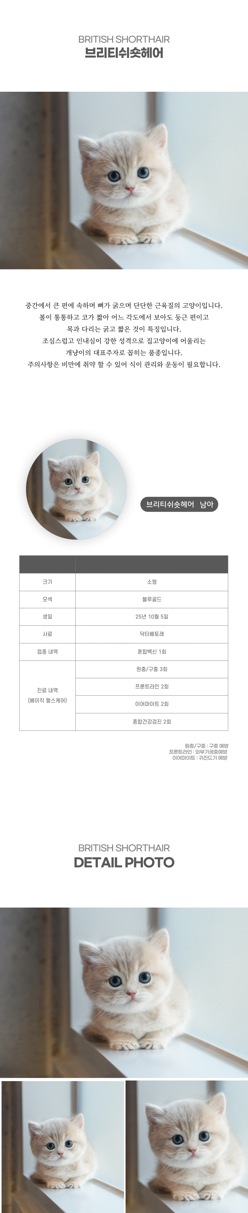 브리티쉬숏헤어_상세이미지_2